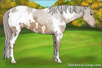 Horse Color:White Spotted Chocolate Palomino