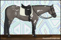 Horse Color:White Spotted Grullo Sabino Rabicano