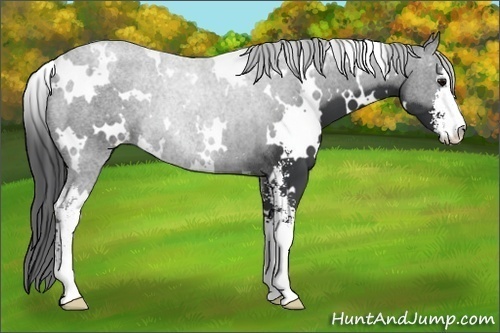 Horse Color:White Spotted Black Sabino