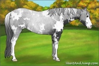 Horse Color:White Spotted Black Sabino