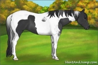 Horse Color:Black Tobiano 