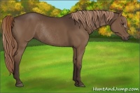 Horse Color:Liver Chestnut Rabicano 