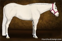 Horse Color:Cremello 