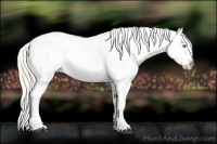 Horse Color:Palomino Dun Appaloosa and Palomino Dun Appaloosa Rabicano
