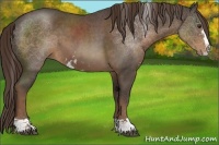 Horse Color:Liver Chestnut Sabino