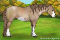 Horse Color:Black Pearl Sabino 