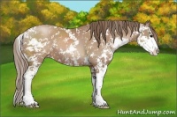 Horse Color:Black Pearl Sabino 