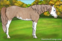 Horse Color:Palomino Roan Sabino Splash