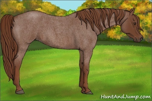 Horse Color:Red Roan 