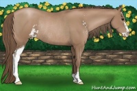 Horse Color:Black Pearl Sabino Rabicano 