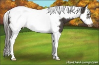 Horse Color:Liver Chestnut Splash Tobiano Frame Appaloosa 