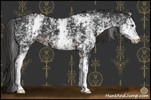 Horse Color:White Spotted Liver Chestnut 