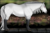 Horse Color:Silver Bay Chinchilla Dun