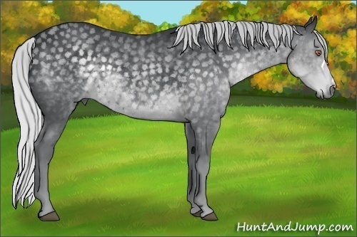 Horse Color:Silver Black Chinchilla