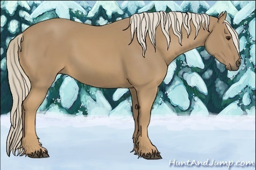 Horse Color:Palomino 