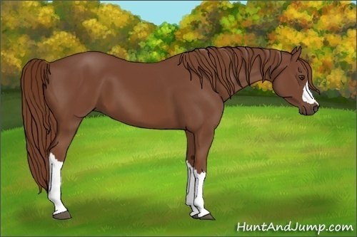 Horse Color:Chestnut 