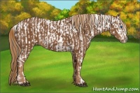 Horse Color:Liver Chestnut Frame and Chestnut Frame