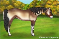 Horse Color:Bay Onyx