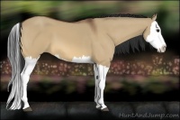 Horse Color:Bay Dun Splash 