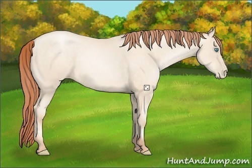 Horse Color:Amber Cream Champagne Pearl 