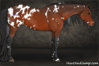 Horse Color:White Spotted Brown Appaloosa 