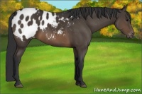 Horse Color:Brown Appaloosa 