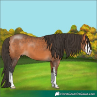 Horse Color:Brown Sabino