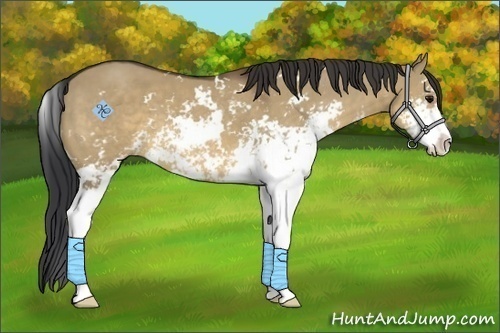 Horse Color:Brown Dun Sabino