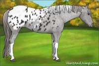 Horse Color:Liver Chestnut Tobiano Blanket 