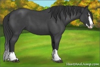Horse Color:Blue Roan Splash 