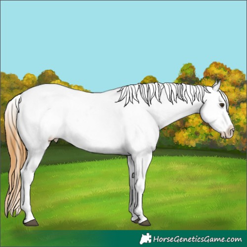 Horse Color:Buckskin Dun Blanket 