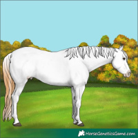 Horse Color:Buckskin Dun Blanket 
