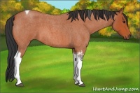 Horse Color:Bay Roan Tobiano