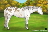 Horse Color:Liver Chestnut Sabino Splash Appaloosa 