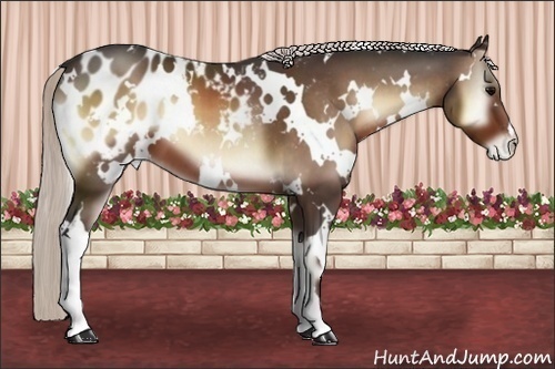 Horse Color:White Spotted Silver Brown Onyx Appaloosa 