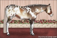 Horse Color:White Spotted Silver Brown Onyx Appaloosa