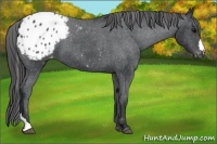 Horse Color:Black Tobiano Appaloosa 