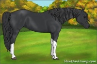 Horse Color:Black Tobiano 