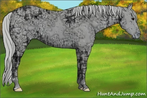Horse Color:ERROR: UNKNOWN ANOMALY