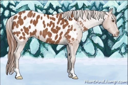 Horse Color:Bay Appaloosa
