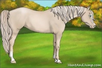 Horse Color:Palomino Pearl Sabino