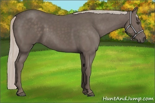 Horse Color:Silver Black 