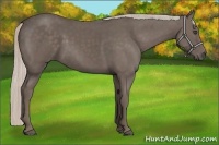 Horse Color:Silver Black