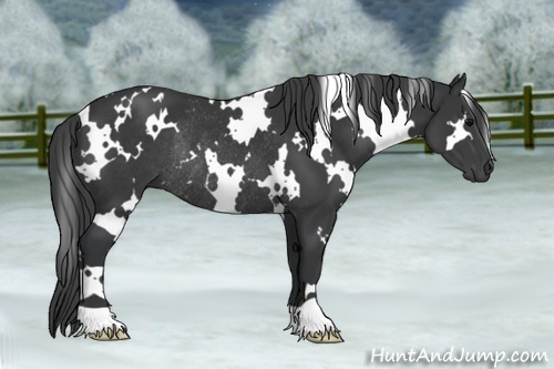 Horse Color:White Spotted Black Rabicano