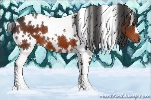 Horse Color:White Spotted Bay 