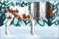 Horse Color:White Spotted Bay 