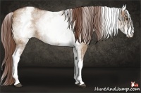Horse Color:White Spotted Red Dun 