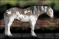 Horse Color:White Spotted Brown Dun 