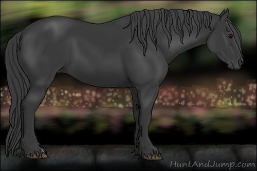 Horse Color:Black 