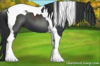 Horse Color:Black Tobiano 